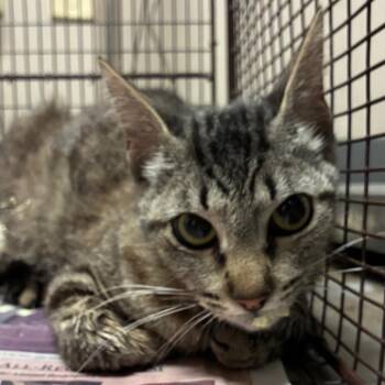 Momma -  Domestic Short Hair Cat for Adoption in Yuma, Arizona - Momma | PetCurious