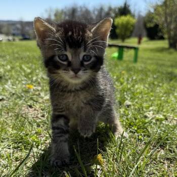 Domestic Short Hair Cats Available for Adoption in Columbia, Missouri - Hatch | PetCurious