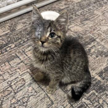 Domestic Short Hair Cats Available for Adoption - Colin Bridgerton | PetCurious