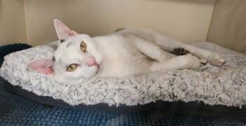 Rescue Domestic Short Hair Cats for Adoption - Willy | PetCurious