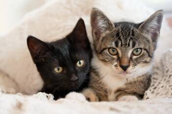 Wembley and Boober -  Domestic Short Hair Cat for Adoption in Seattle, Washington - Wembley And Boober | PetCurious
