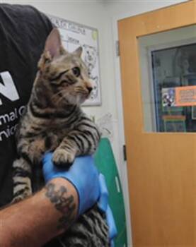 JINX -  Domestic Short Hair Cat for Adoption in Albuquerque, New Mexico - JINX | PetCurious