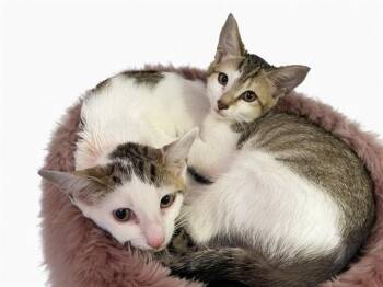 COLOMBIA -  Domestic Short Hair Cat for Adoption in Fort Lauderdale, Florida - COLOMBIA | PetCurious