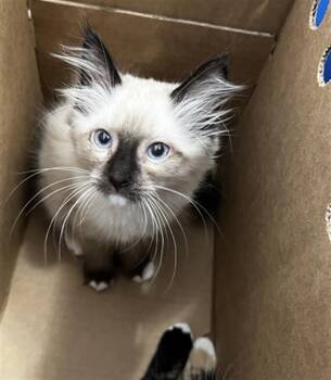 HIDI -  Domestic Long Hair Cat for Adoption in Dallas, Texas - HIDI | PetCurious
