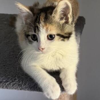 Jillian -  Domestic Medium Hair Cat for Adoption in Potomac, Maryland - Jillian | PetCurious