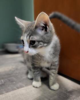 Domestic Short Hair Cats Available for Adoption - Woodford | PetCurious