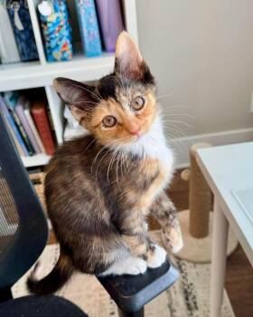 Eloise -  Domestic Short Hair Cat for Adoption in Collierville, Tennessee - Eloise | PetCurious