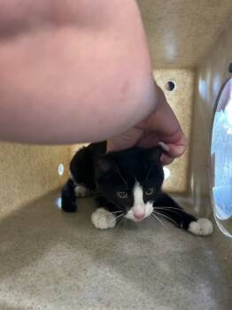 Rescue Domestic Short Hair Cats for Adoption in New Orleans, Louisiana - Cyrano | PetCurious