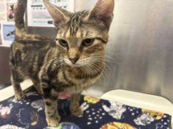Jasmine -  Domestic Short Hair Cat for Adoption in Woodbury, Minnesota - Jasmine | PetCurious