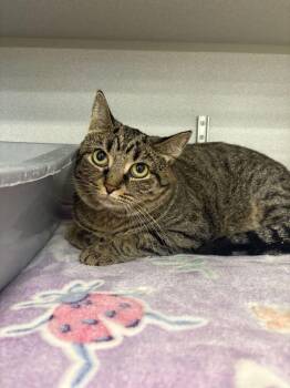 Marnie -  Domestic Short Hair Cat for Adoption in Bowling Green, Ohio - Marnie | PetCurious