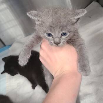 Domestic Short Hair Cats Available for Adoption - Bon Jovi | PetCurious