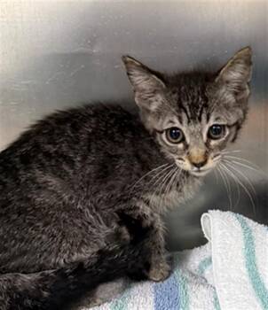 Domestic Short Hair Cats Available for Adoption in Pasadena, Texas - A184343 | PetCurious