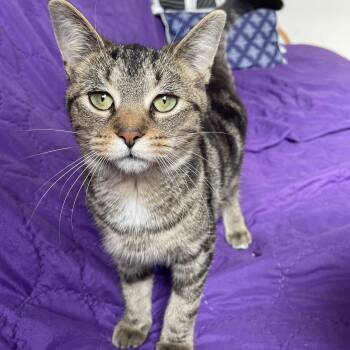 Octavia -  Domestic Short Hair Cat for Adoption in Pickering, Ontario - Octavia | PetCurious