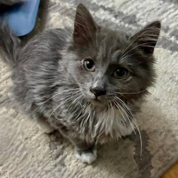 Rescue Domestic Long Hair Cats for Adoption in Hoquiam, Washington - Chewy - Super Loving Fluff Ball | PetCurious