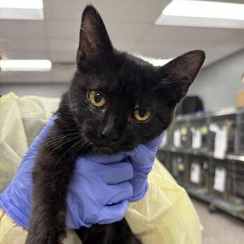 Angelica Schuyler -  Domestic Short Hair Cat for Adoption in Salt Lake City, Utah - Angelica Schuyler | PetCurious