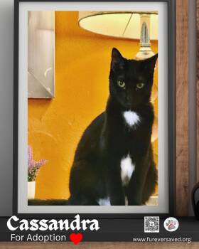 Domestic Short Hair Cats Available for Adoption - Cassandra | PetCurious