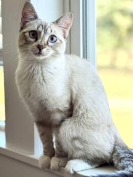 Buttercup -  Siamese Cat for Adoption in Mcdonough, Georgia - Buttercup | PetCurious