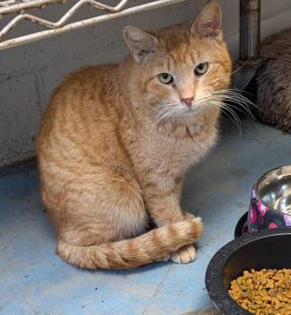 Otto (Neutered) (Combo Tested .. FIV Positive) -  Tabby and Domestic Short Hair Cat for Adoption in Marietta, Ohio - Otto (Neutered) (Combo Tested .. FIV Positive) | PetCurious