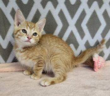 Oscar -  Domestic Short Hair Cat for Adoption in Bucyrus, Ohio - Oscar | PetCurious