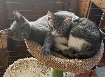 Felix (bonded with Nod) -  Domestic Short Hair Cat for Adoption in Antioch, California - Felix (bonded With Nod) | PetCurious