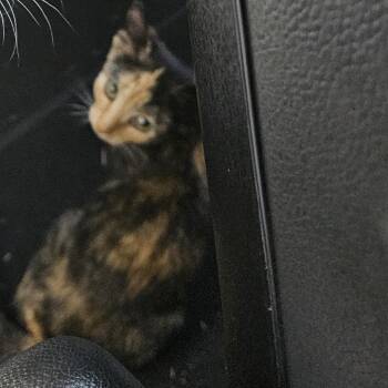Rhea -  Domestic Short Hair Cat for Adoption in Greensboro, North Carolina - Rhea | PetCurious