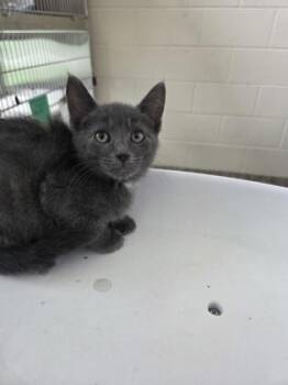 Luigi -  Domestic Short Hair Cat for Adoption in Westland, Michigan - Luigi | PetCurious