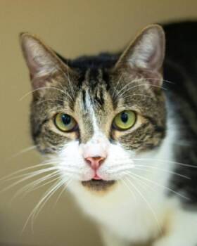 Connell -  Domestic Short Hair Cat for Adoption in Chamblee, Georgia - Connell | PetCurious