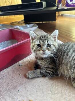 Rescue Domestic Short Hair Cats for Adoption in Morton Grove, Illinois - Jess | PetCurious