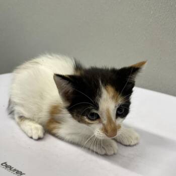 Kimmy -  Domestic Short Hair Cat for Adoption in Tampa, Florida - Kimmy | PetCurious