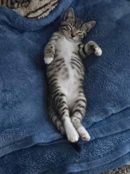 Pepper -  Domestic Short Hair Cat for Adoption in Darien, Georgia - Pepper | PetCurious