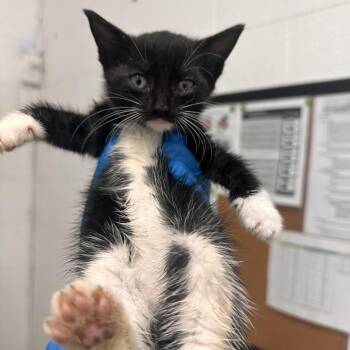 Domestic Short Hair Cats Available for Adoption in Edinburg, Texas - Neela | PetCurious