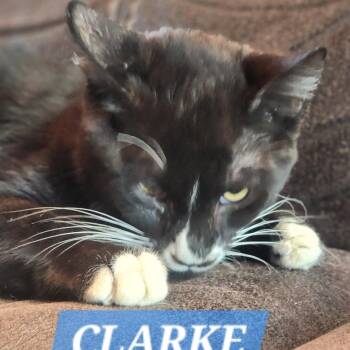 Rescue Domestic Short Hair Cats for Adoption in Oroville, Washington - Clarke | PetCurious