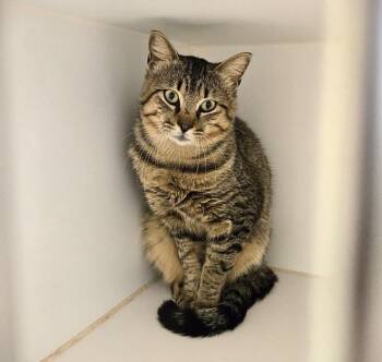Domestic Short Hair Cats Available for Adoption in Texas City, Texas - NUGGET | PetCurious