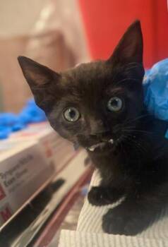 Karev -  Domestic Short Hair Cat for Adoption in Fresno, California - Karev | PetCurious