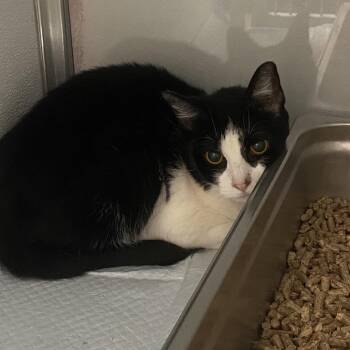 Saturn -  Domestic Short Hair Cat for Adoption in Binghamton, New York - Saturn | PetCurious