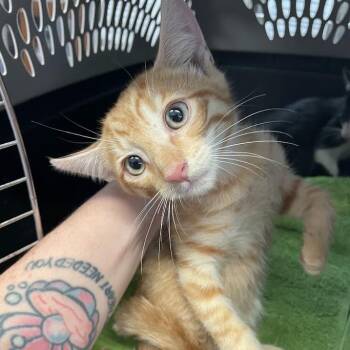 Butters -  Domestic Short Hair Cat for Adoption in Port Charlotte, Florida - Butters | PetCurious