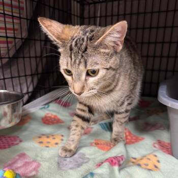 Georgia -  Domestic Short Hair Cat Available for Adoption in Milford, Iowa - Georgia | PetCurious