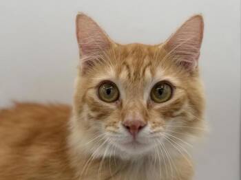 Ziggy -  Domestic Long Hair Cat for Adoption in Portland, Oregon - Ziggy | PetCurious