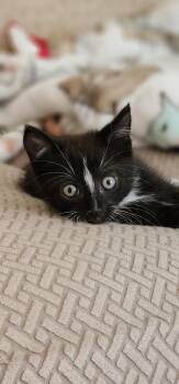 Rescue Domestic Short Hair Cats for Adoption in Kenosha, Wisconsin - Calvin | PetCurious