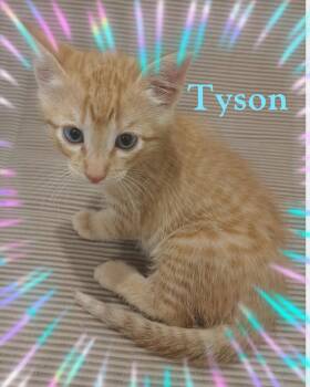 Tyson -  Domestic Short Hair Cat for Adoption in Terrell, Texas - Tyson | PetCurious