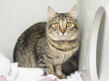 ROSA -  Domestic Long Hair Cat for Adoption in Phoenix, Arizona - ROSA | PetCurious