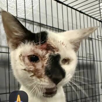 Rescue Domestic Short Hair Cats for Adoption in New York, New York - Anushka/Titan | PetCurious