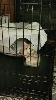 Tesla Da -  Domestic Short Hair Cat for Adoption in West Peoria, Illinois - Tesla Da | PetCurious