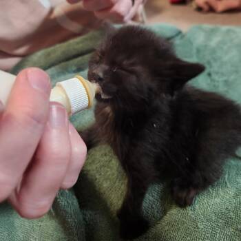 Flower -  Domestic Short Hair Cat for Adoption in Oak Grove, Minnesota - Flower | PetCurious