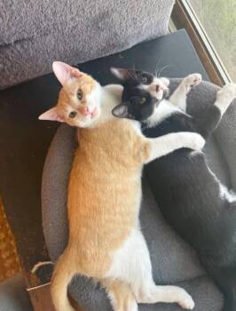 Magpie -  Domestic Short Hair Cat for Adoption in Fort Collins, Colorado - Magpie | PetCurious