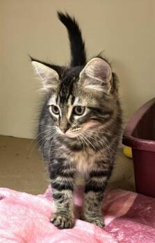 Domestic Long Hair Cats Available for Adoption in Dedham, Massachusetts - SKYE | PetCurious