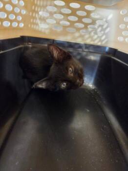 Roxie -  Domestic Short Hair Cat for Adoption in Bossier City, Louisiana - Roxie | PetCurious