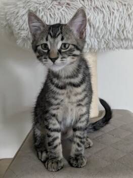 Rescue Tabby Cats for Adoption in Pierre, South Dakota - Kolton | PetCurious