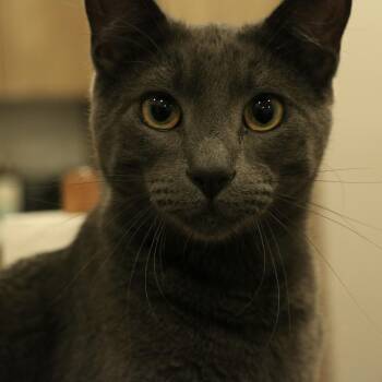 Babygray -  Russian Blue and Domestic Short Hair Cat for Adoption in Santa Fe, New Mexico - Babygray | PetCurious