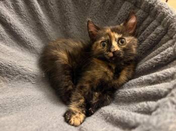 Domestic Short Hair Cats Available for Adoption - Elsa | PetCurious